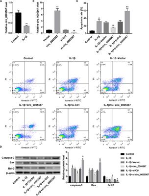 Hsa_circ_0005567 Activates Autophagy and Suppresses IL-1β-Induced Chondrocyte Apoptosis by Regulating miR-495